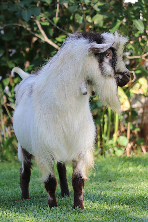 ammonium-chloride-for-goats